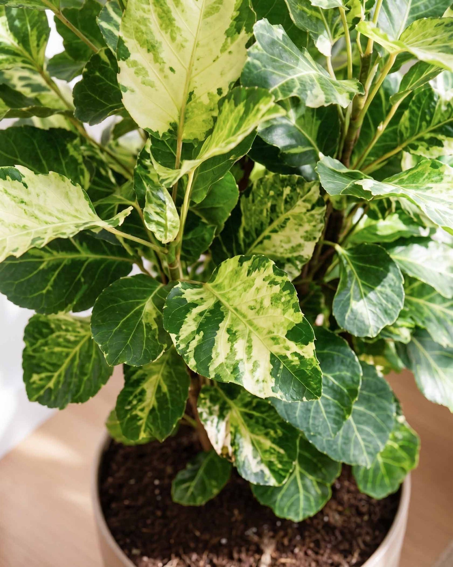Shield Aralia Plant in an 8" eco-planter
