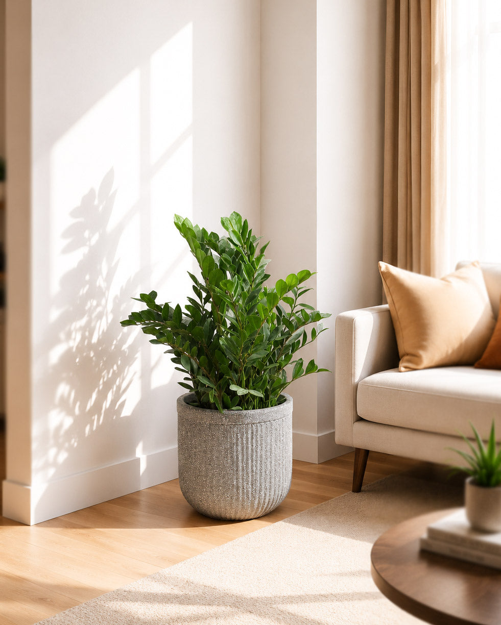 ZZ Plant In Tokyo Planter