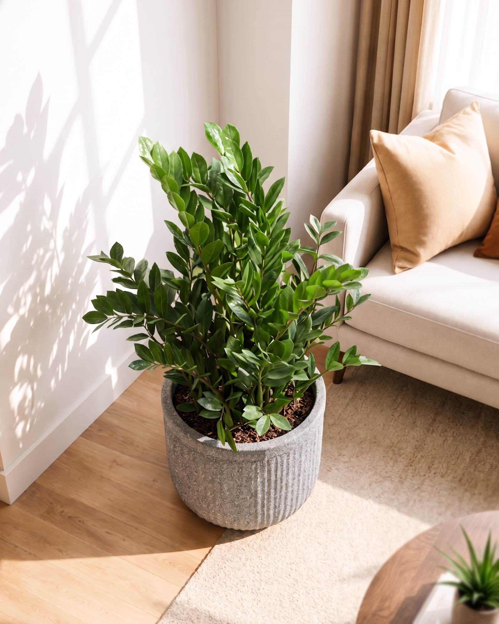 ZZ Plant In Tokyo Planter