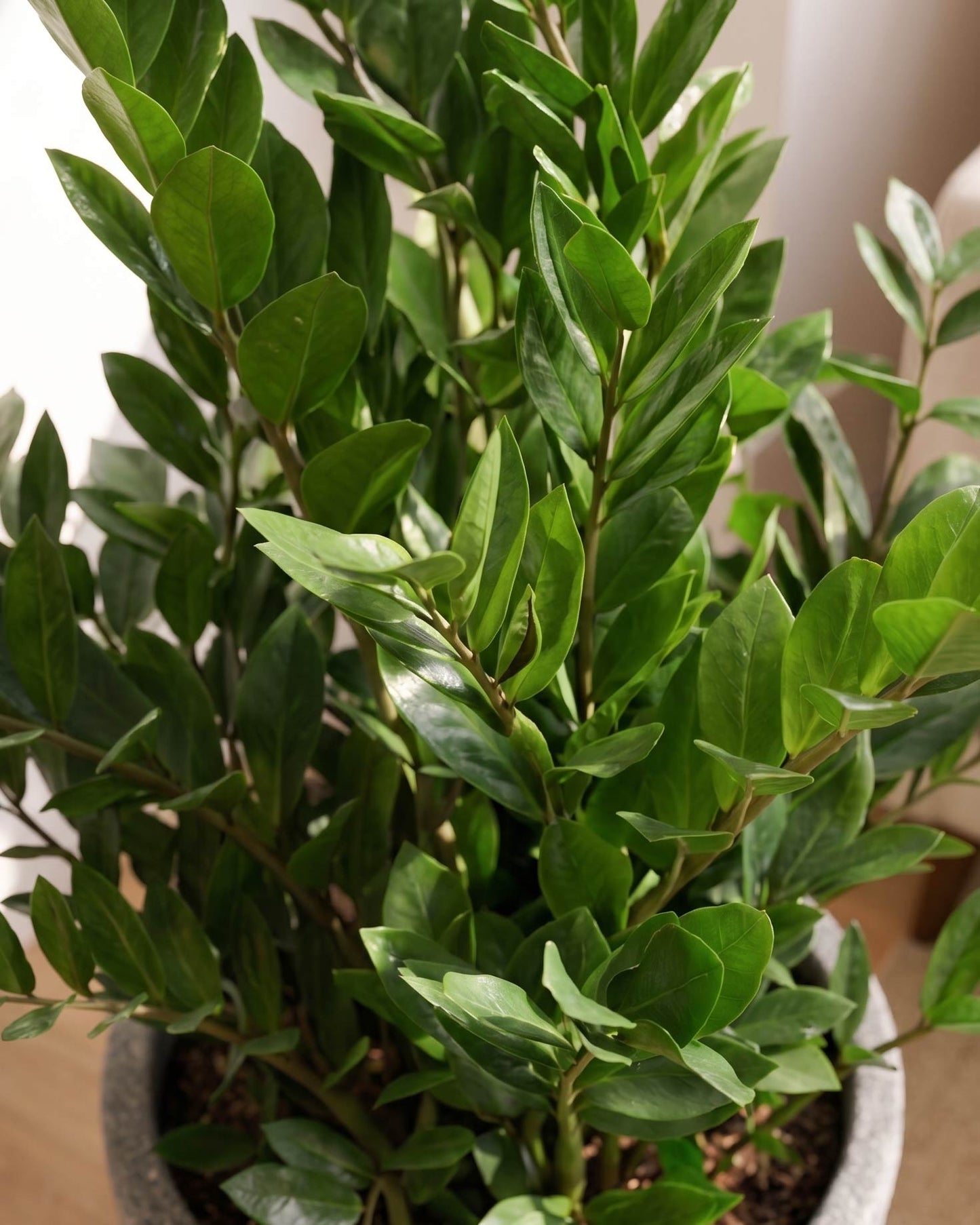 ZZ Plant In Tokyo Planter