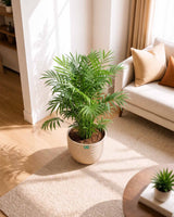Chamaedorea Elegans