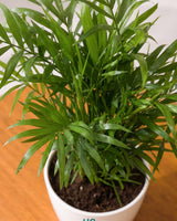 Chamaedorea Elegans
