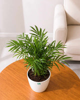 Chamaedorea Elegans