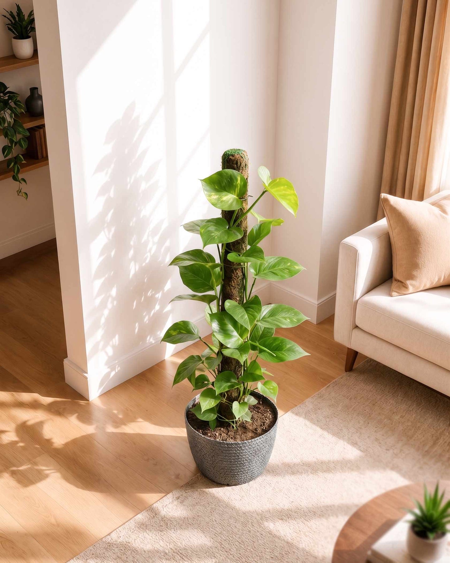 Green Money Plant with Moss Stick