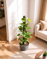 Green Money Plant with Moss Stick