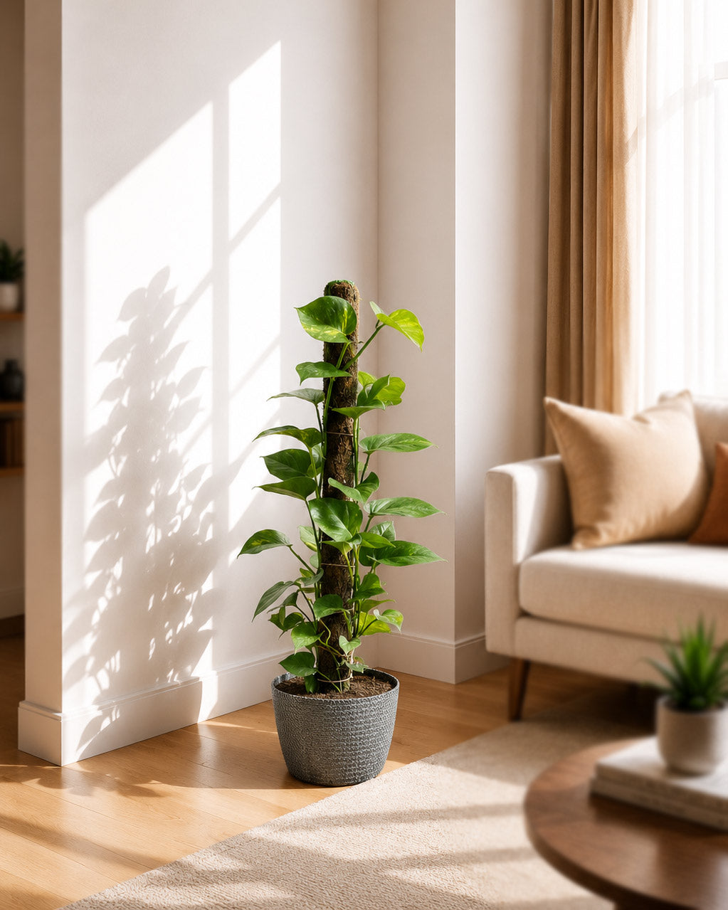 Green Money Plant with Moss Stick
