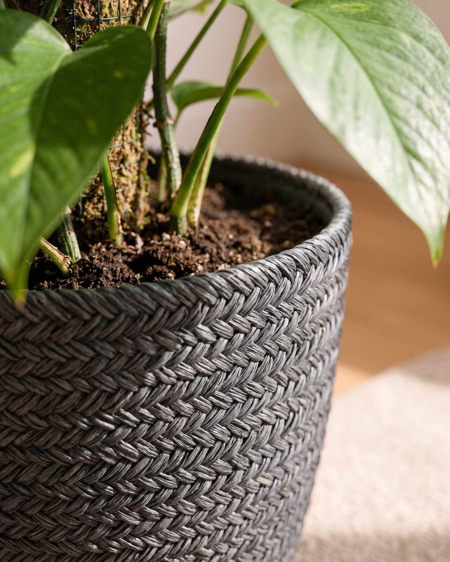 Green Money Plant with Moss Stick