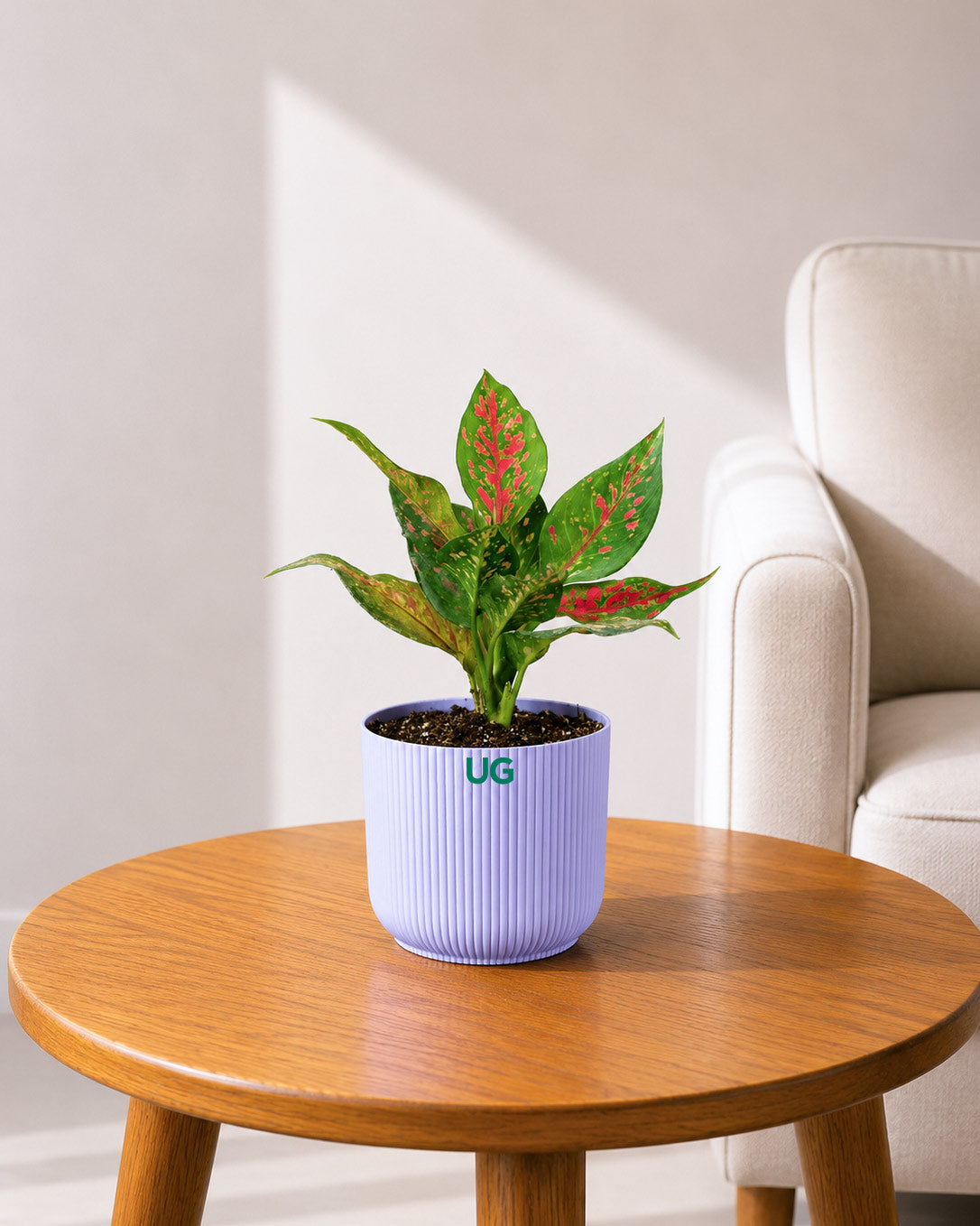 Aglaonema Anjuman