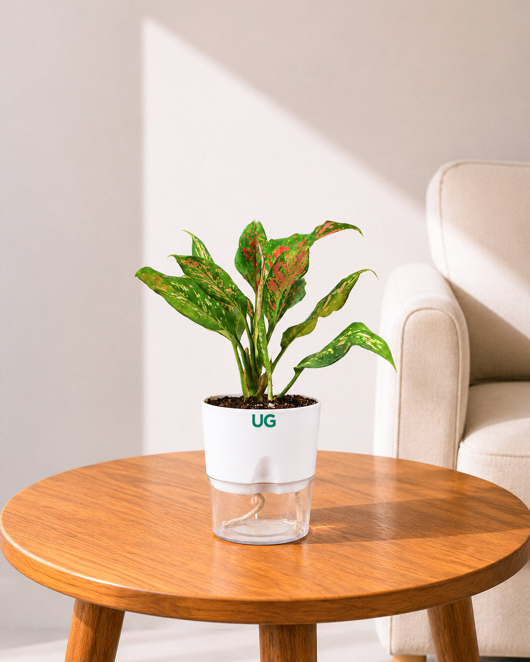 Aglaonema Anjuman