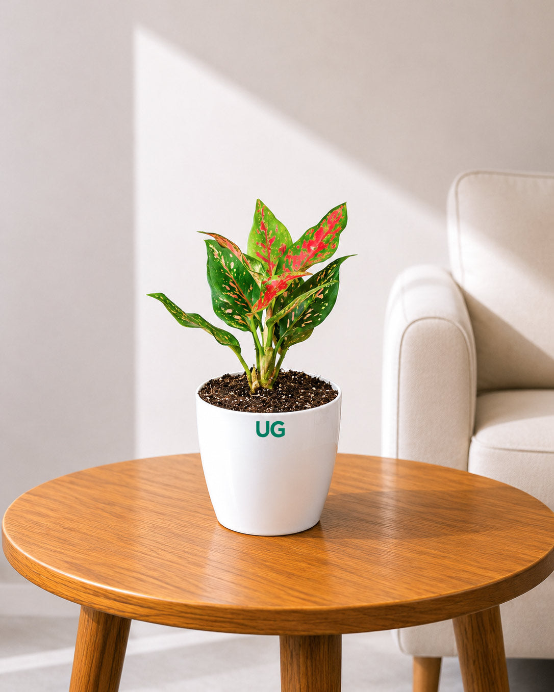 Aglaonema Anjuman