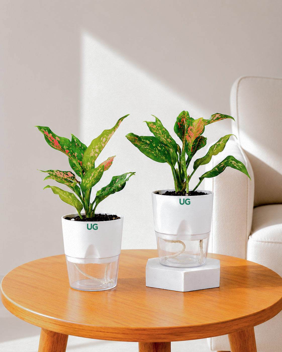 Aglaonema Anjuman