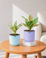Aglaonema Anjuman