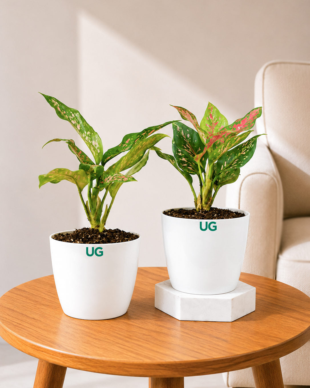 Aglaonema Anjuman