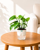 Money Plant Green