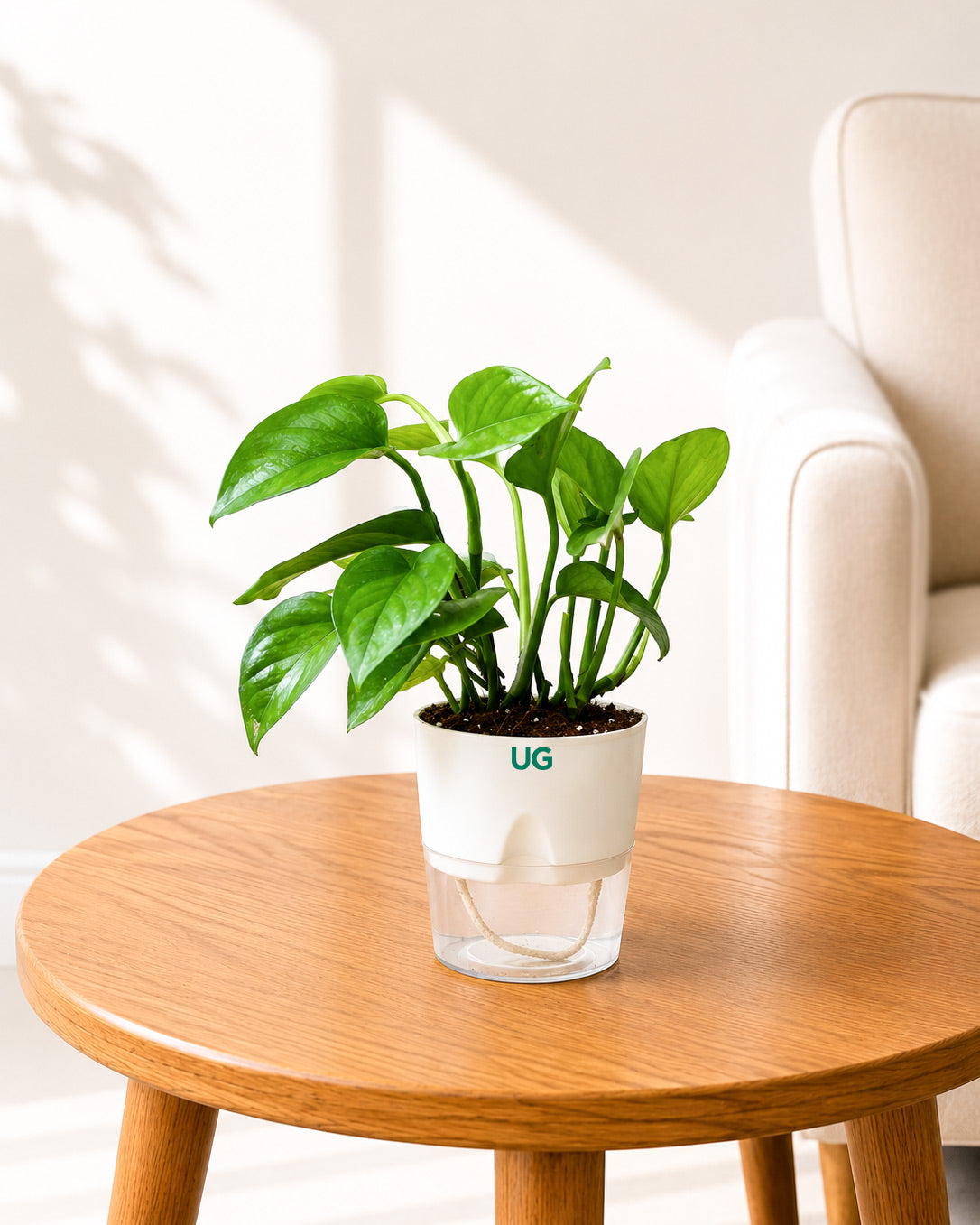 Money Plant Green