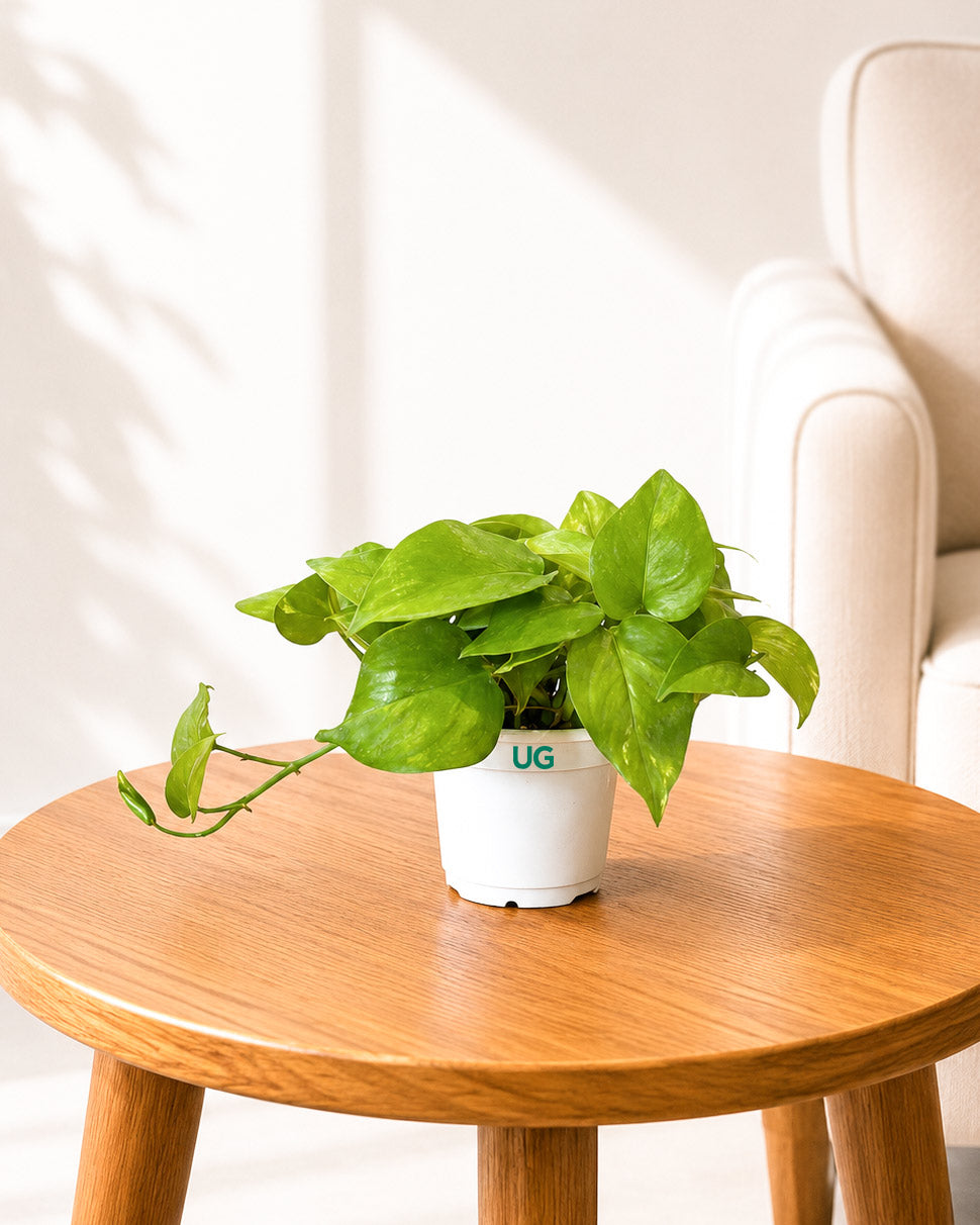 Money Plant Green