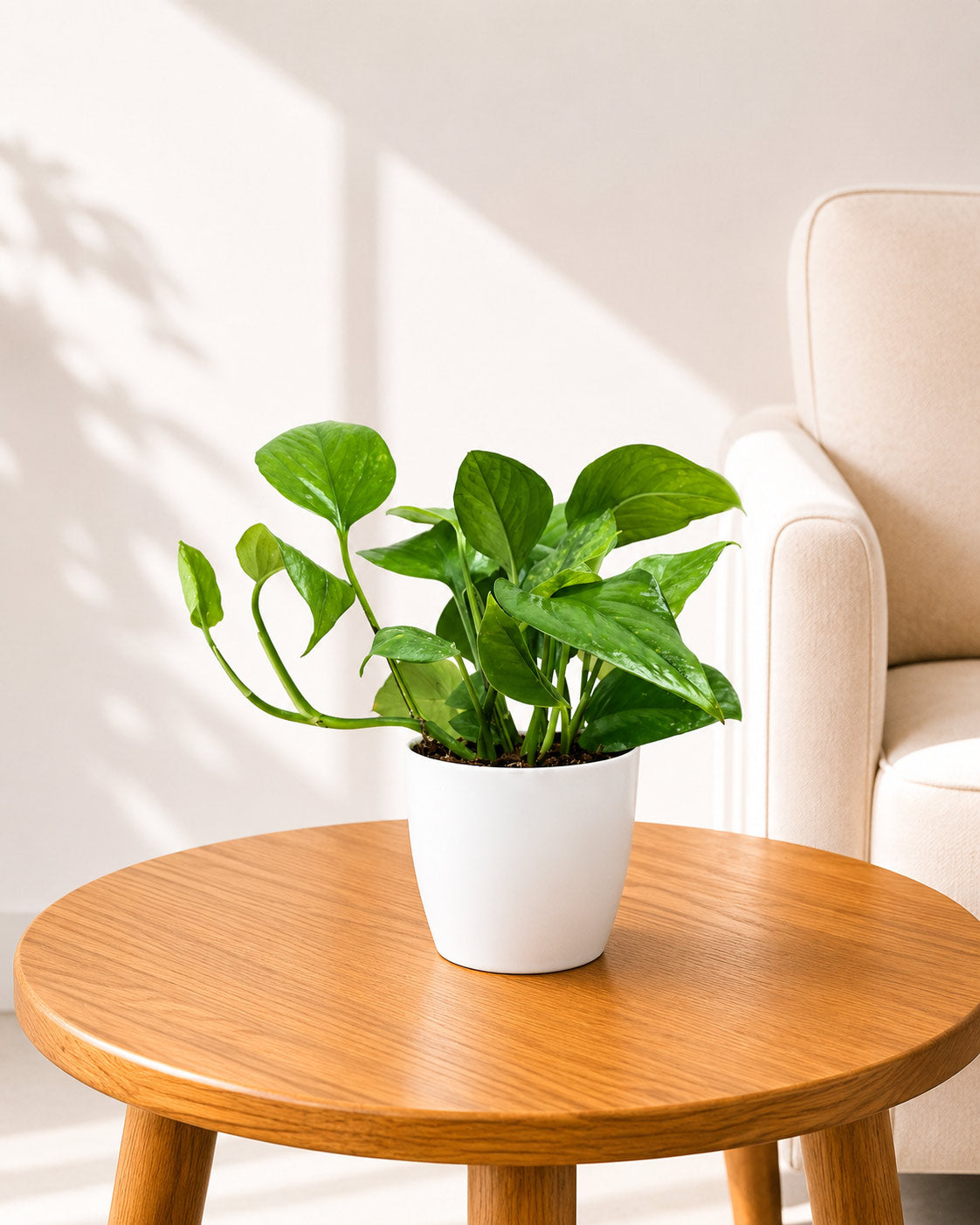 Money Plant Green