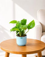 Money Plant Green