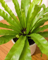 Bird's Nest Fern