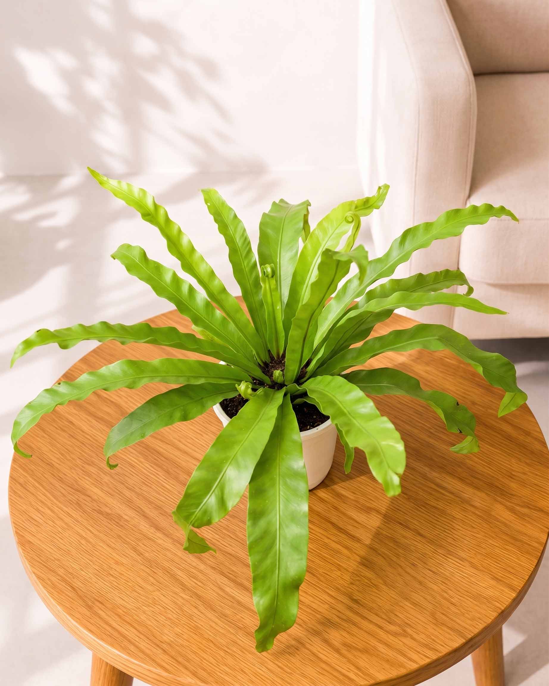 Bird's Nest Fern