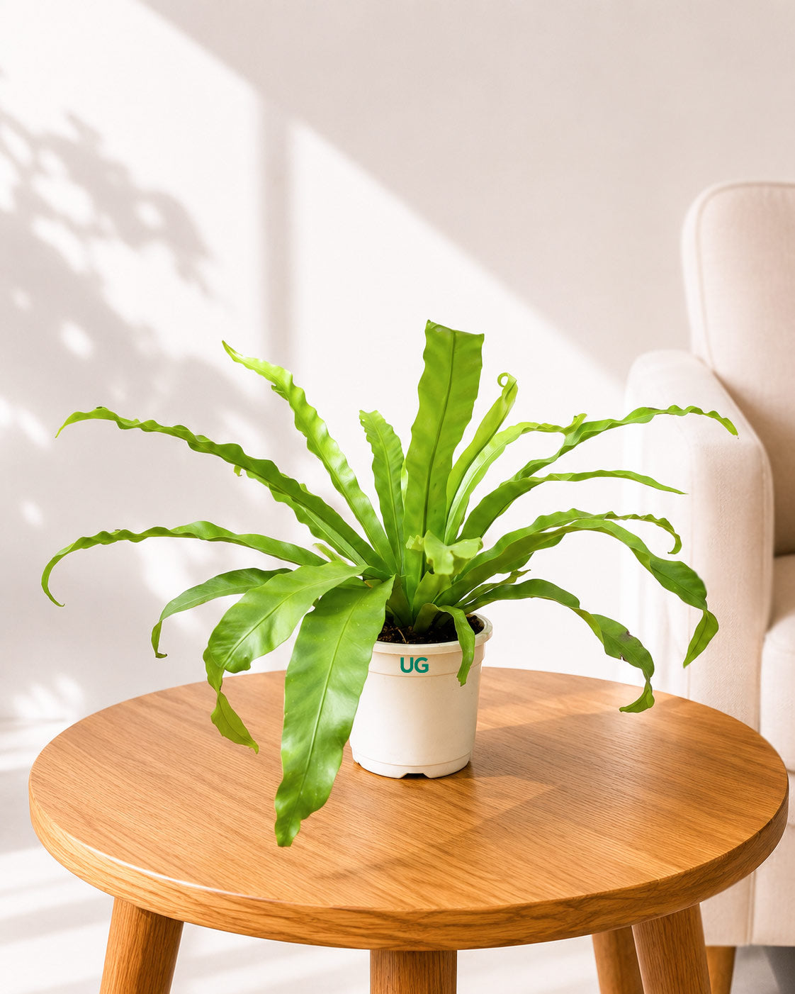 Bird's Nest Fern