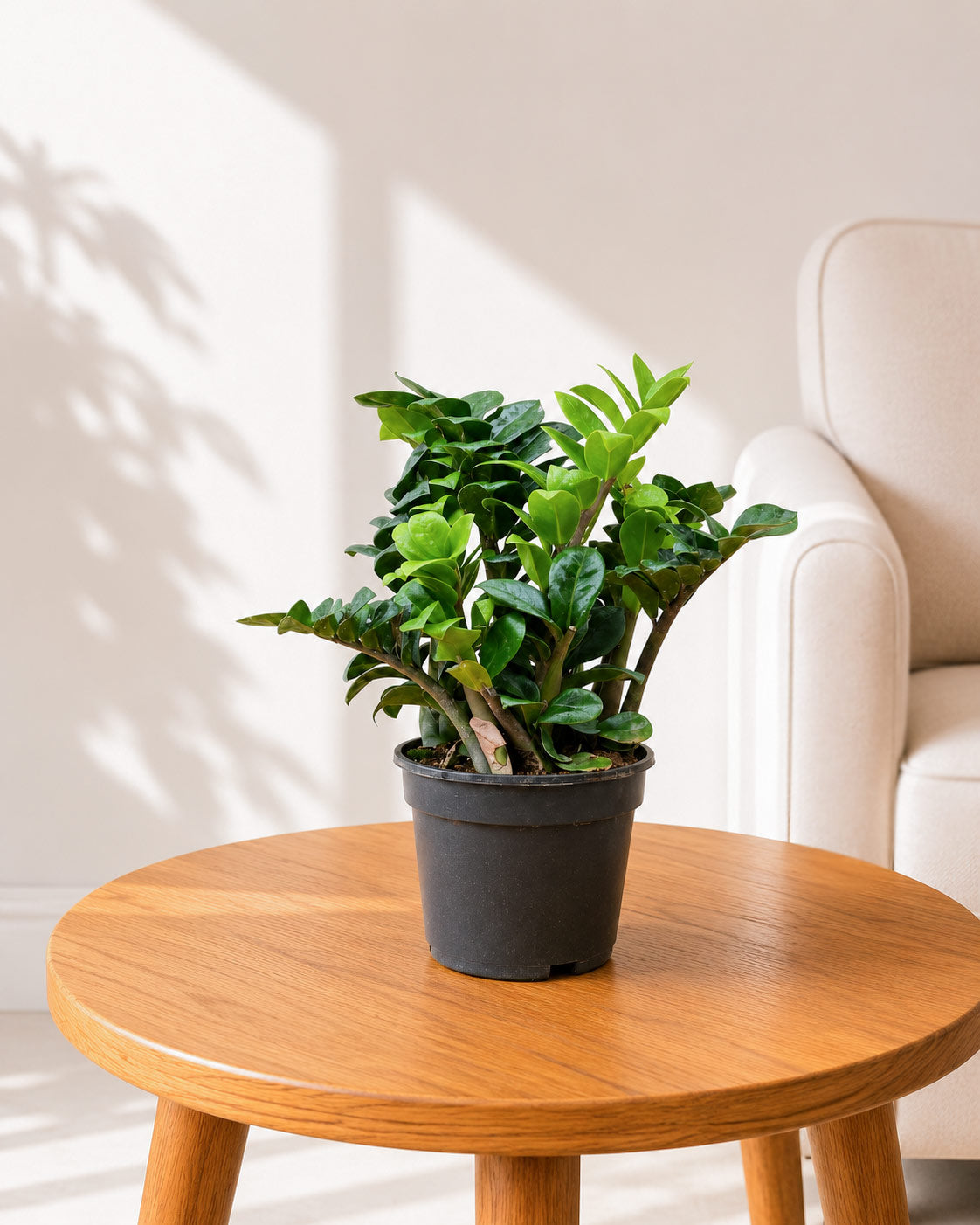 Dwarf ZZ Zenzi Plant (Zamioculcas Zamiifolia)