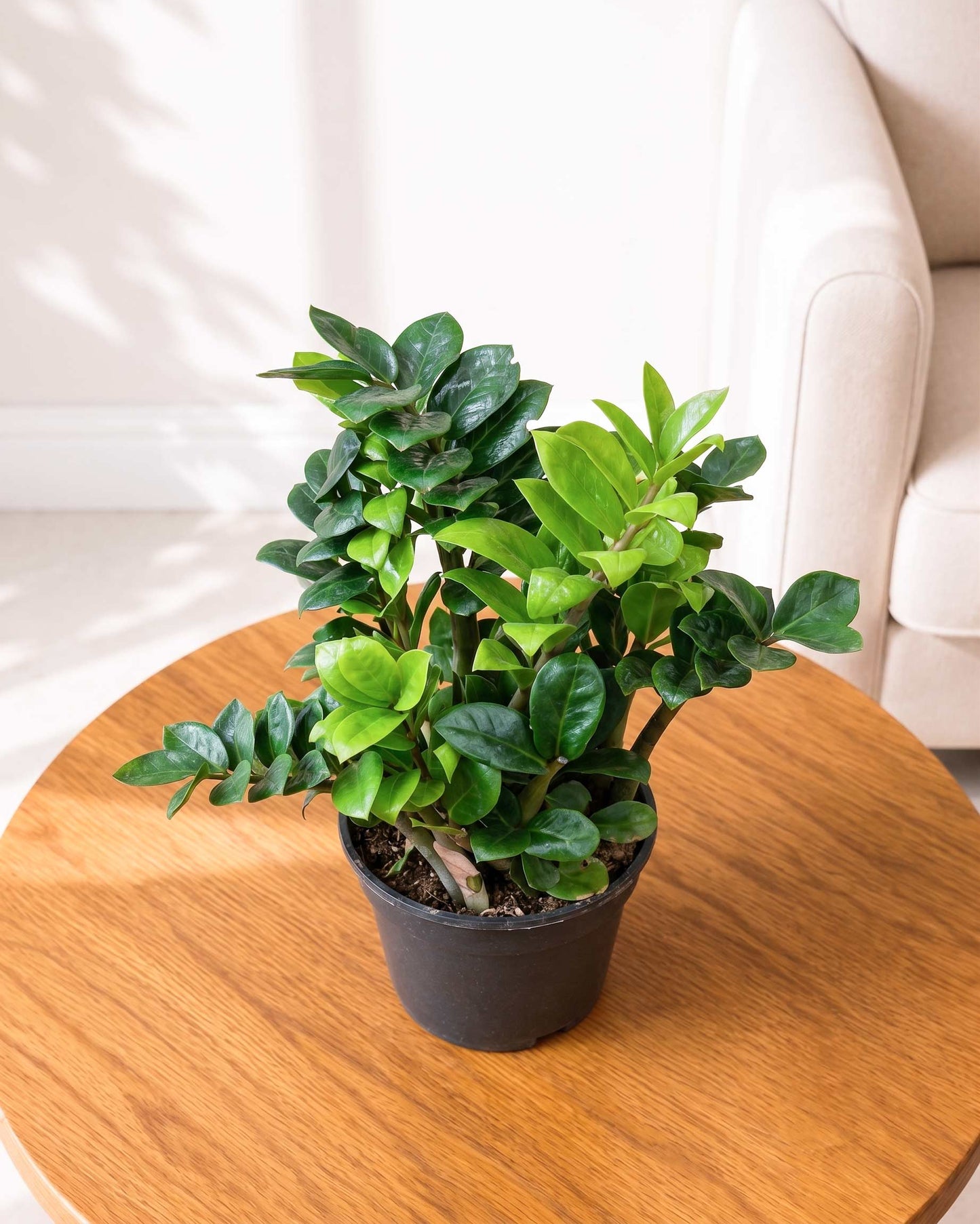 Dwarf ZZ Zenzi Plant (Zamioculcas Zamiifolia)