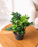 Dwarf ZZ Zenzi Plant (Zamioculcas Zamiifolia)