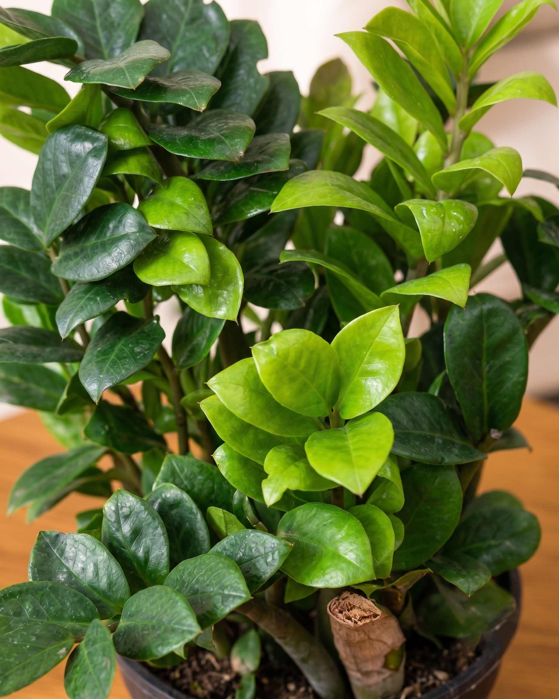 Dwarf ZZ Zenzi Plant (Zamioculcas Zamiifolia)