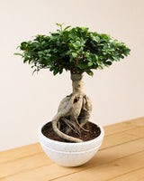 Ficus Microcarpa Bonsai Large