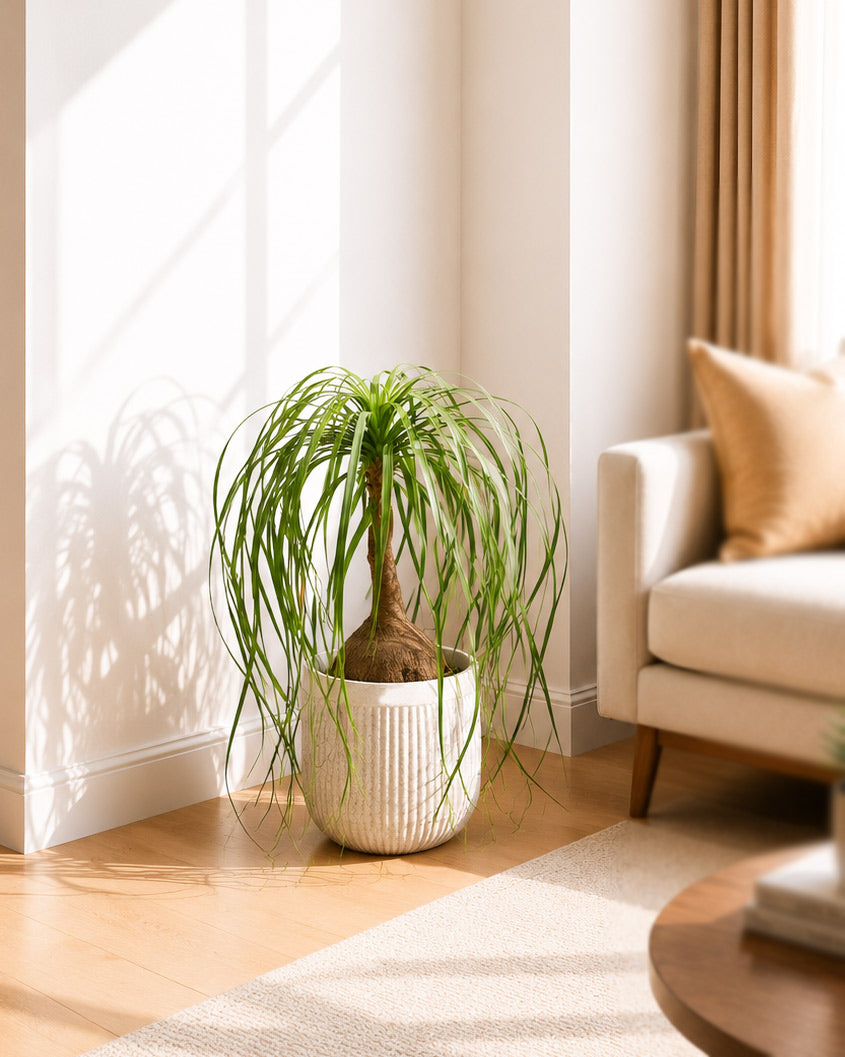 Nolina Palm In Tokyo Planter