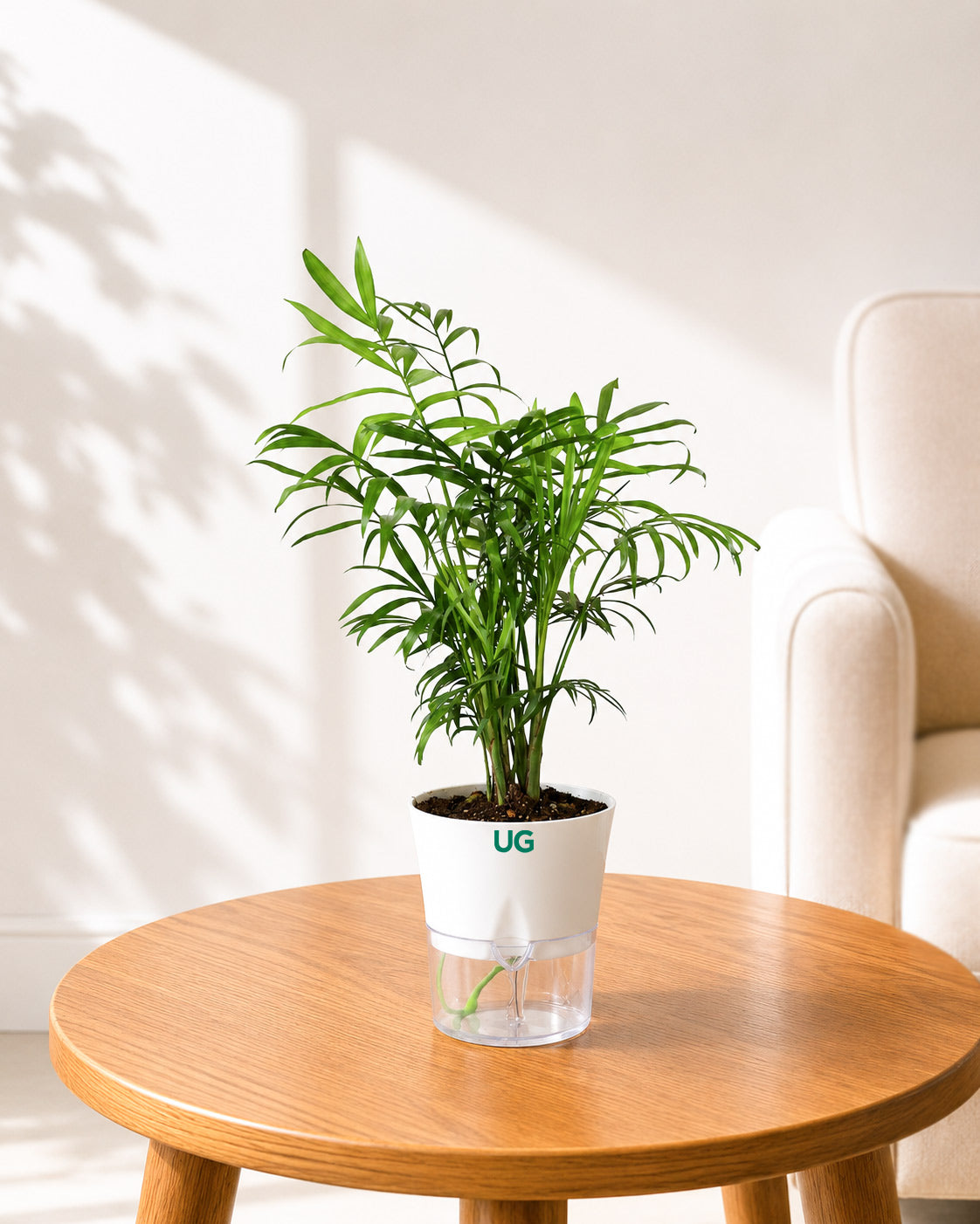 Chamaedorea Palm