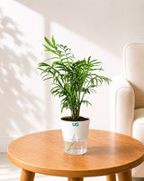 Chamaedorea Palm