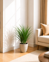 3 In One Dracaena Draco Plant