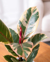 Rubber Plant Variegated in white plastic pot
