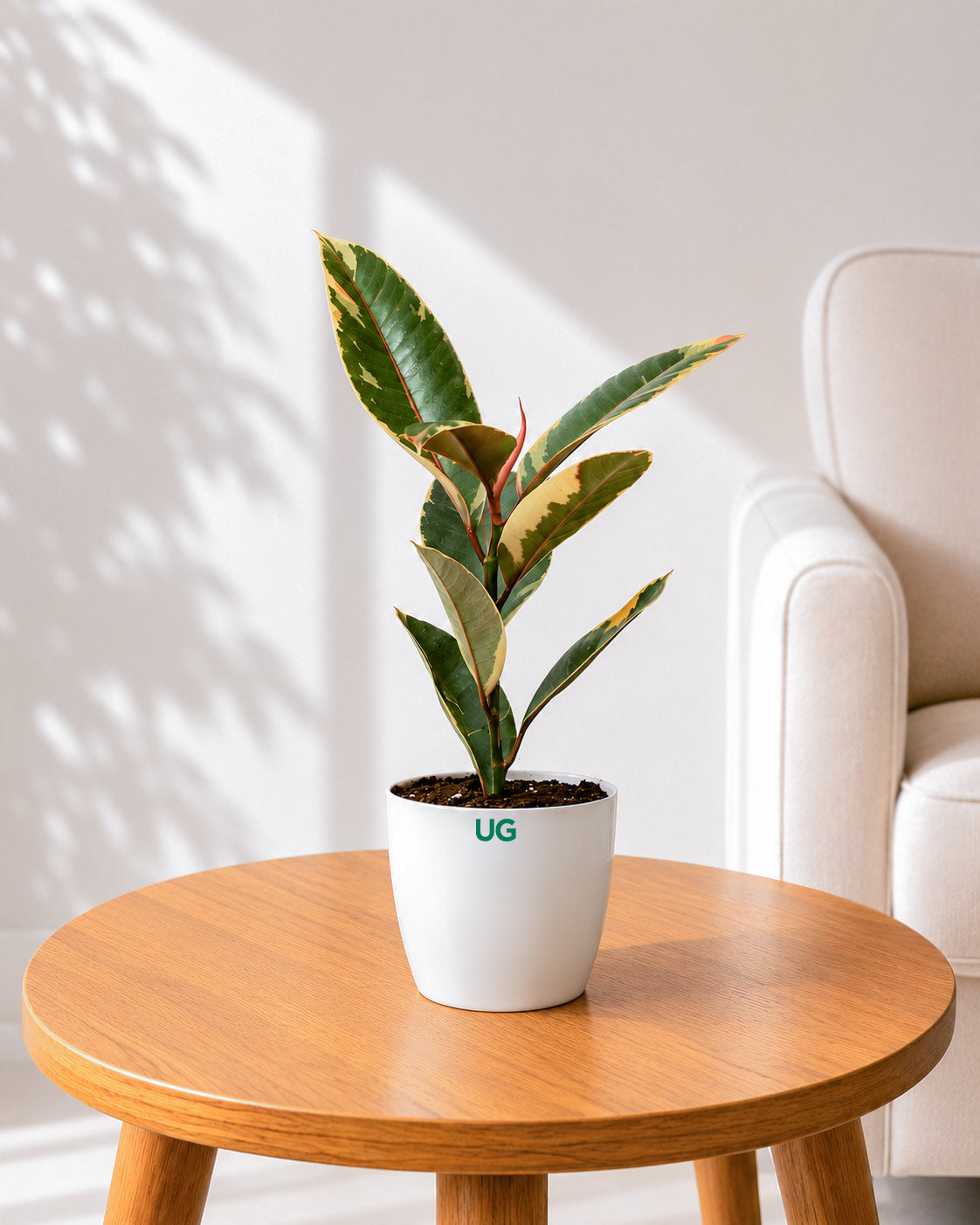 Rubber Plant Variegated in white plastic pot