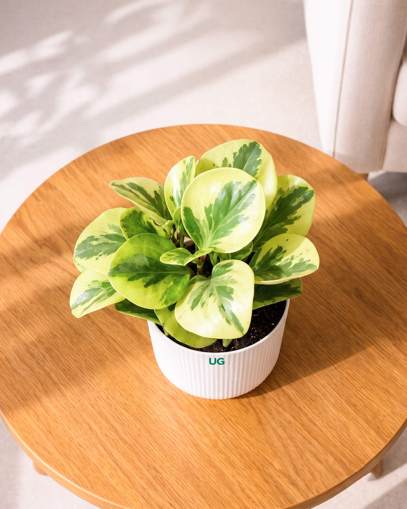 Peperomia Variegated Plant