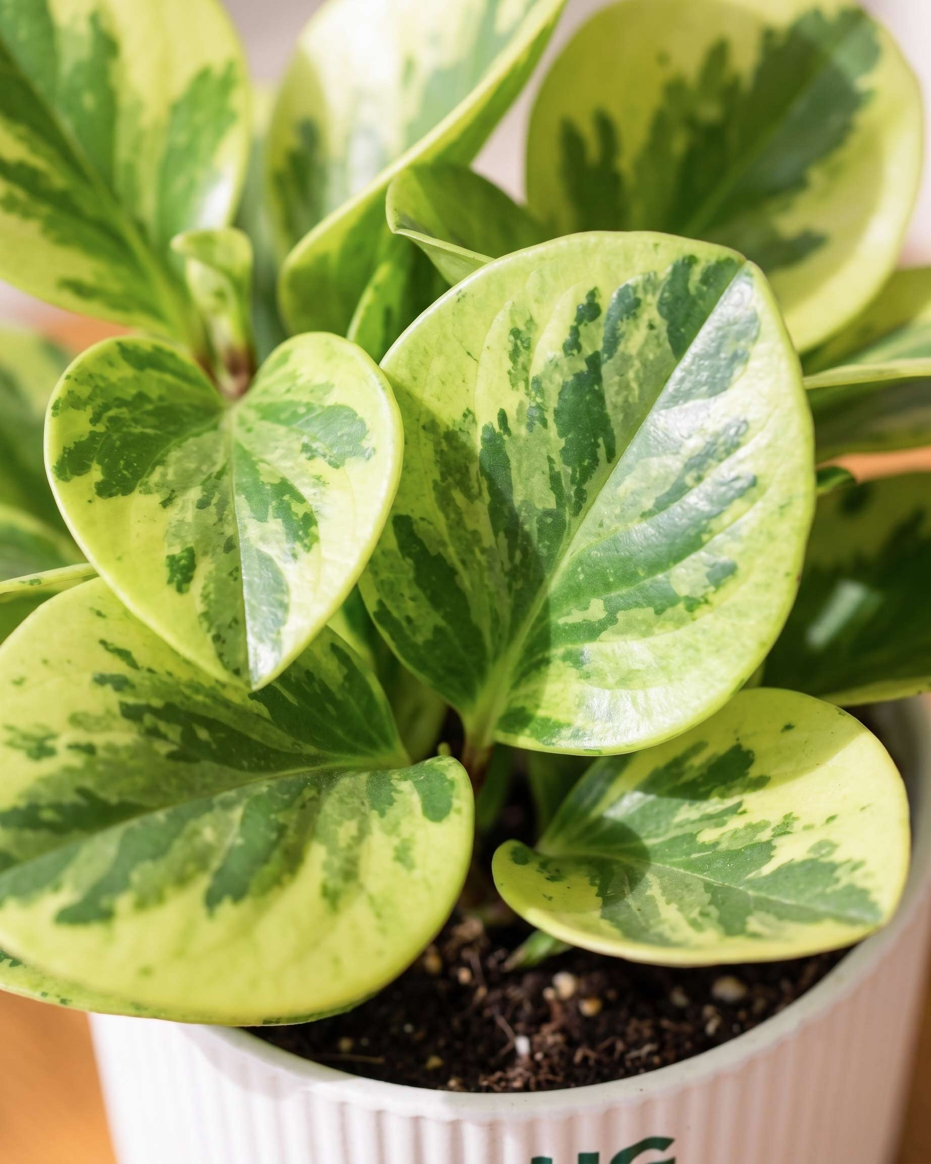 Peperomia Variegated Plant