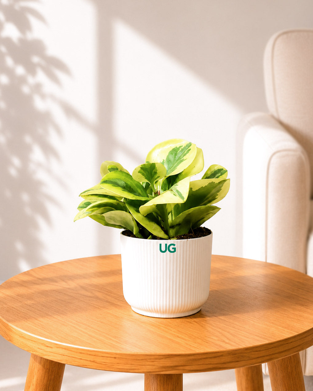 Peperomia Variegated Plant