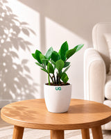 Zamioculcas (ZZ Plant)