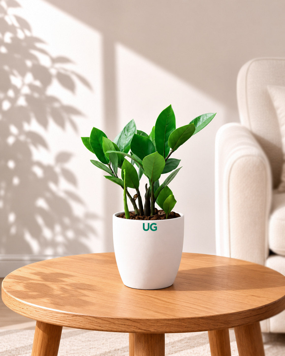Zamioculcas (ZZ Plant)