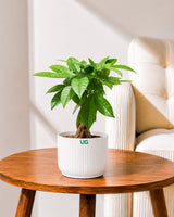 Braided Pachira Money Tree