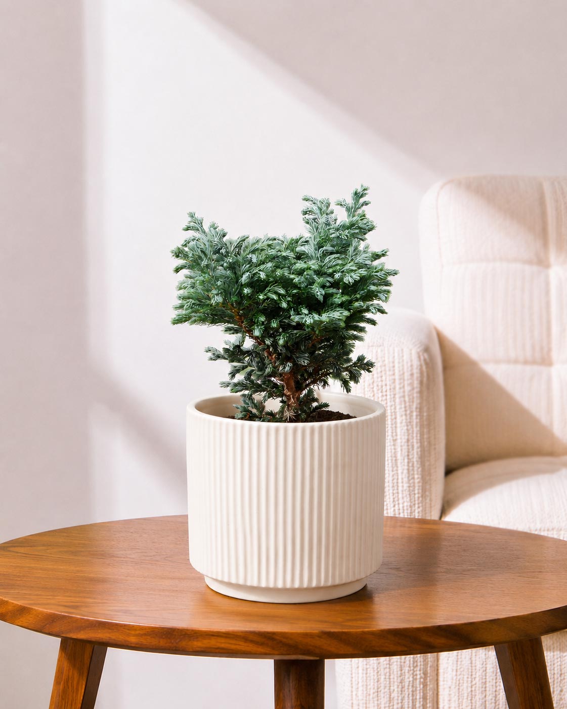 Silver cypress