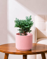 Silver cypress