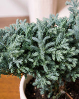 Silver cypress