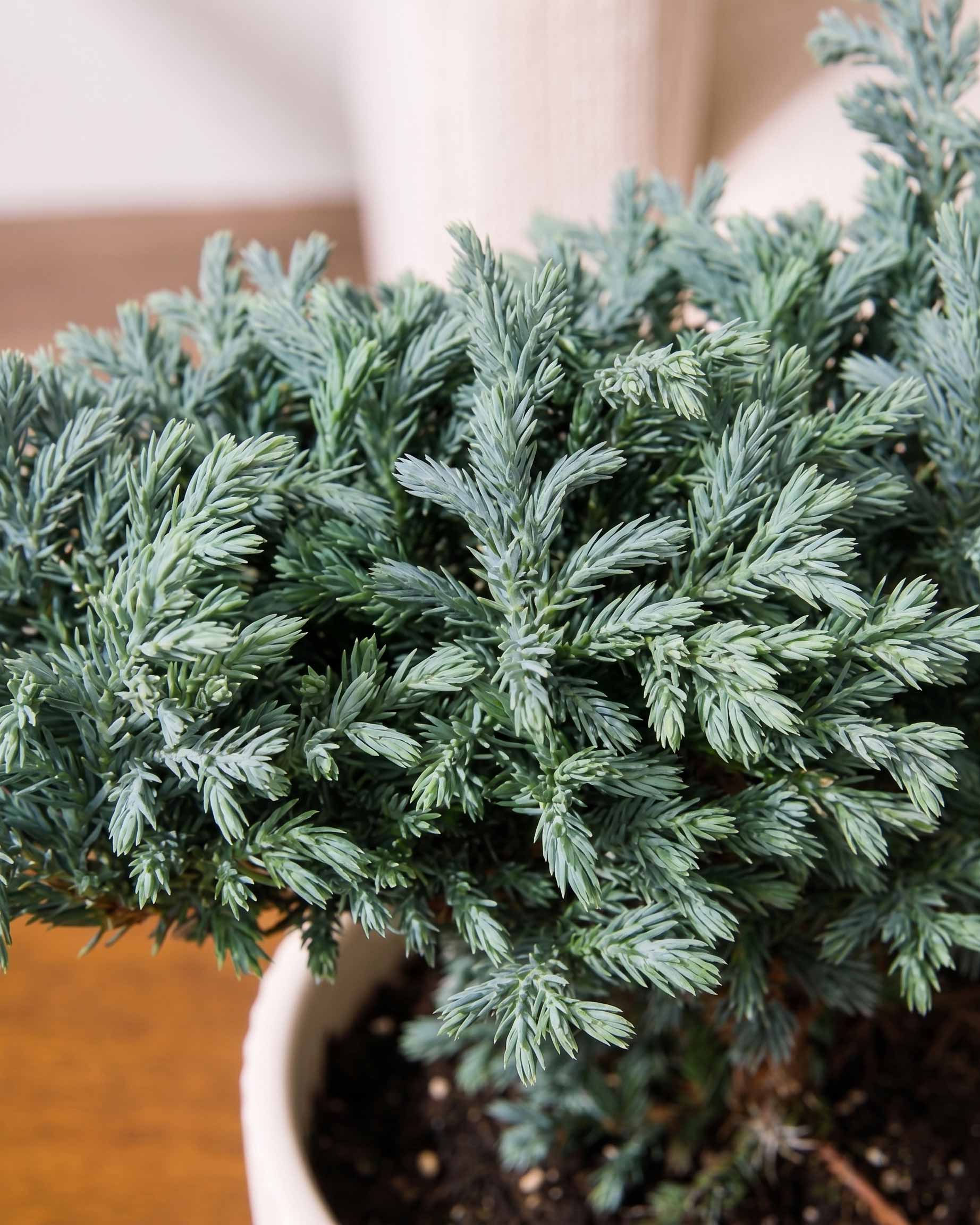 Silver cypress