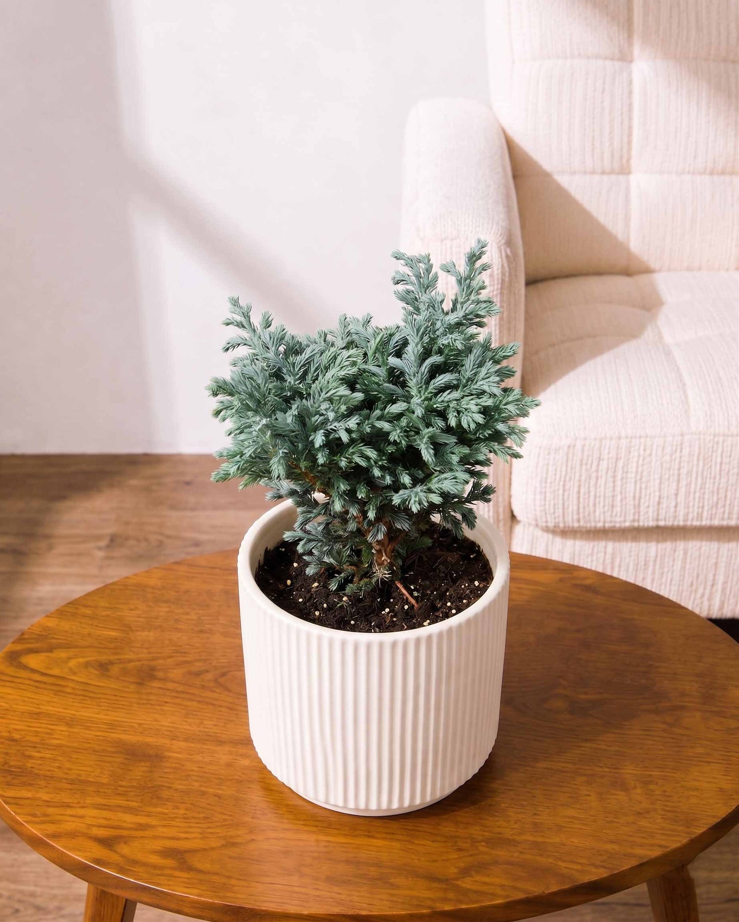 Silver cypress