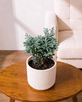Silver cypress