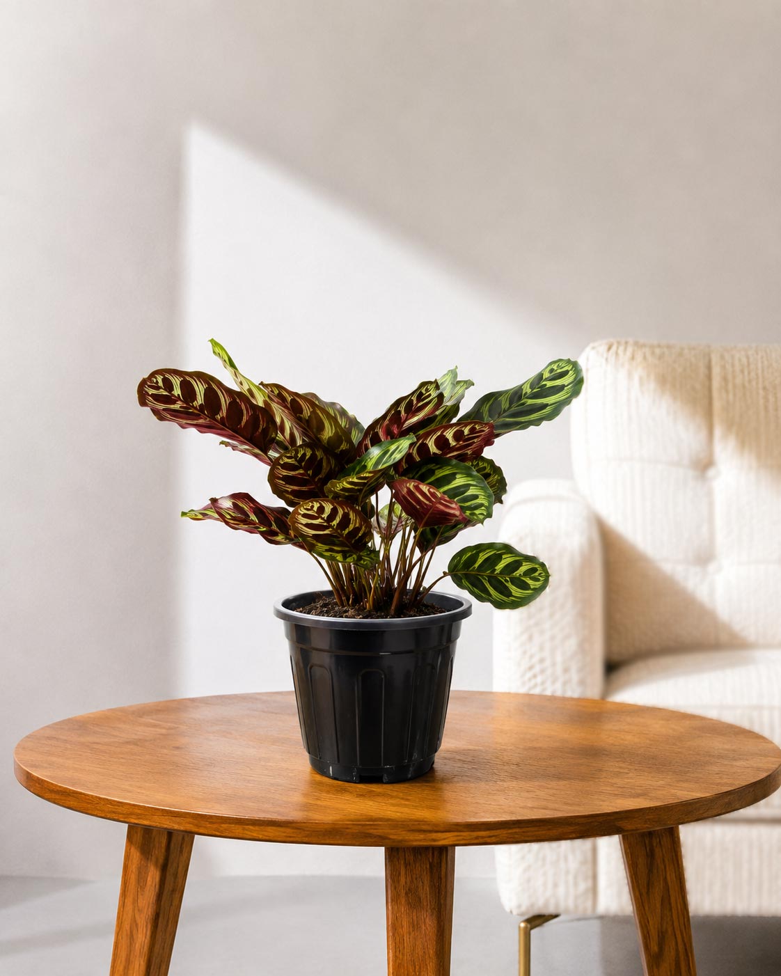 Calathea Peacock