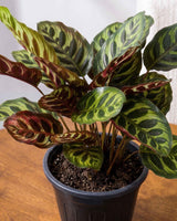 Calathea Peacock
